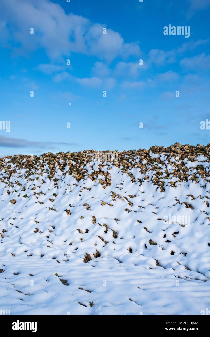 Close-up of a pile of harvested sugar beets on an agricultural field covered with snow in winter. Organic farming for industrial sugar production. Stock Photo