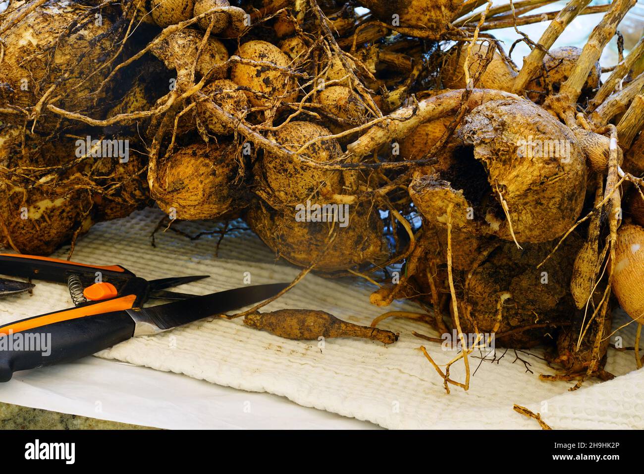 Dividing dahlia tubers in the fall Stock Photo Alamy