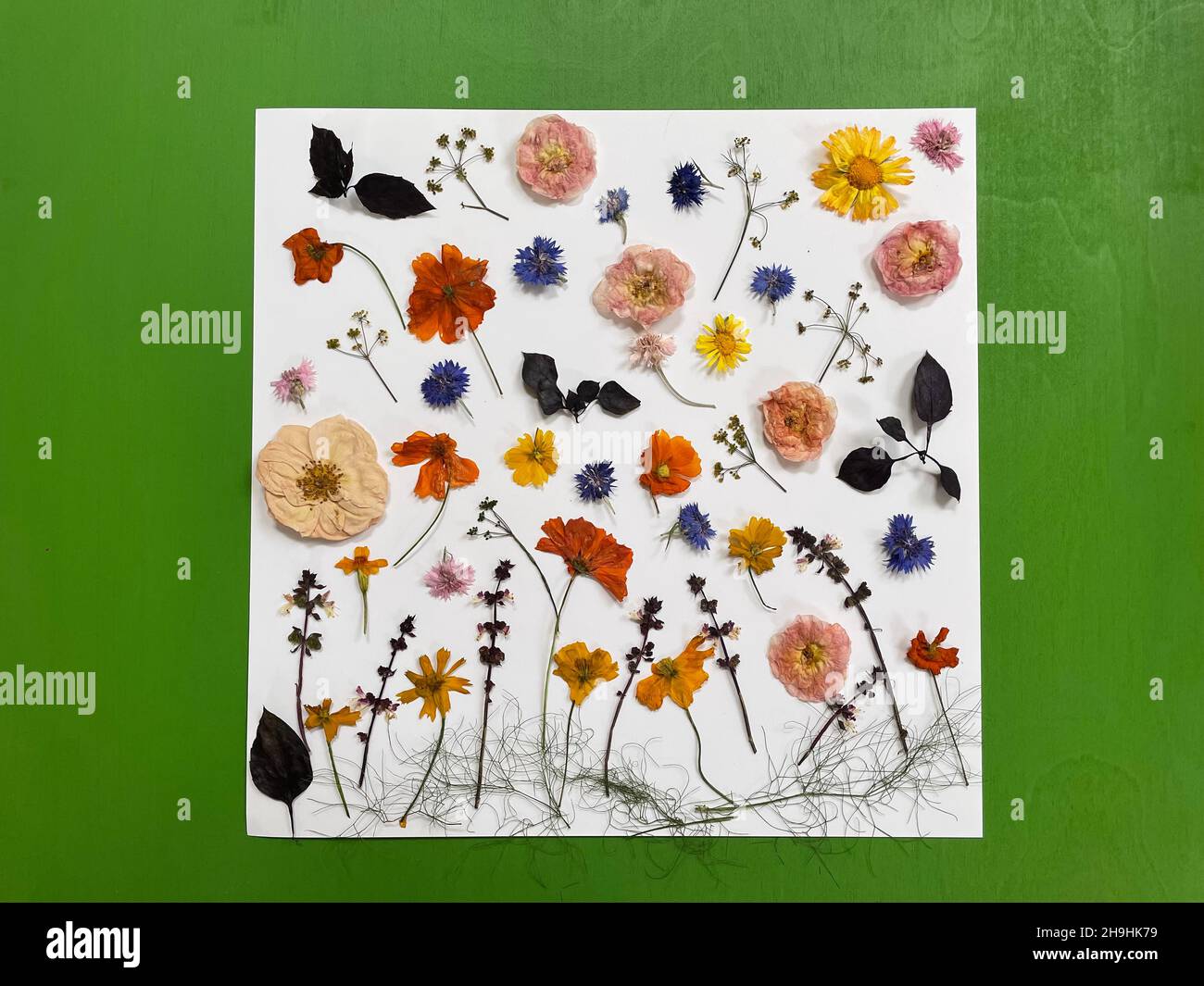 Colorful pressed dried edible flowers for cake decoration Stock Photo Alamy