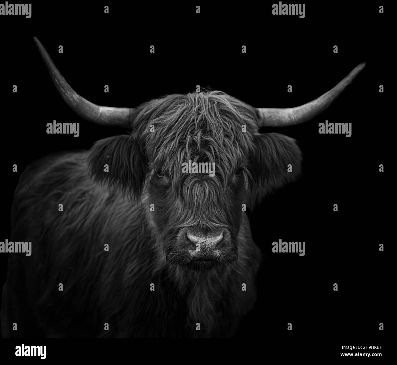 black and white portrait of a scottish highland cattle with dramatic lighting and black background Stock Photo