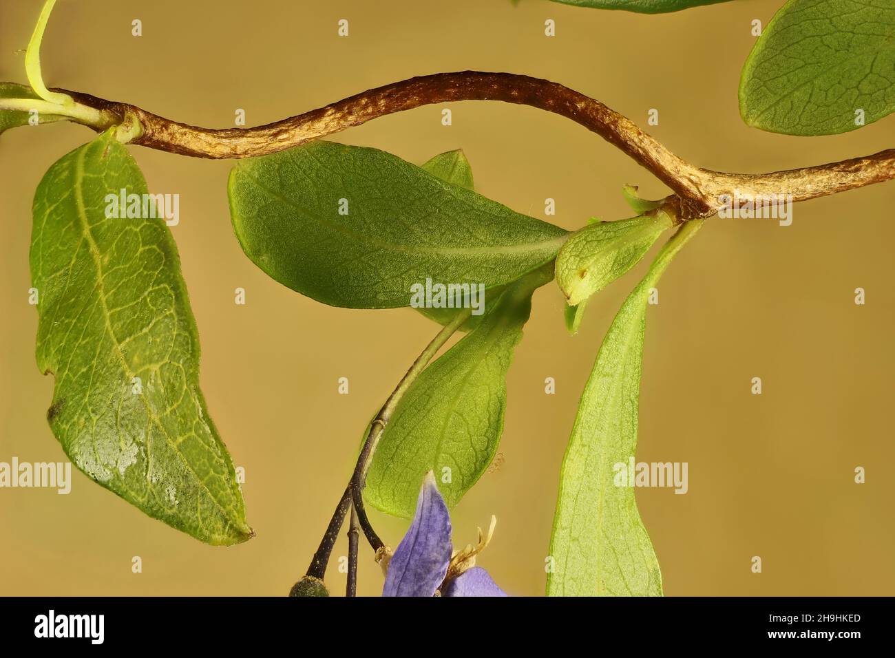 Isolated view of Australian Bluebell (Billardiera fusiformis) stem with flowers Stock Photo