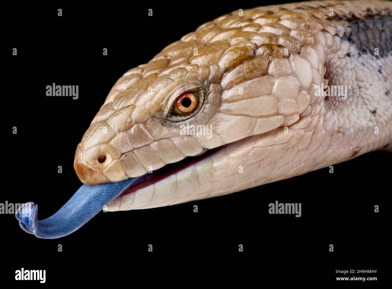 Northern Bluetongue (Tiliqua scincoides intermedia) Stock Photo