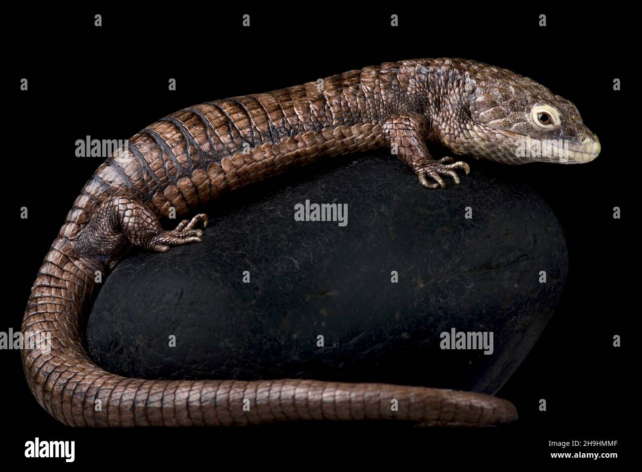 Campbell's alligator lizard (Abronia campbelli) Stock Photo