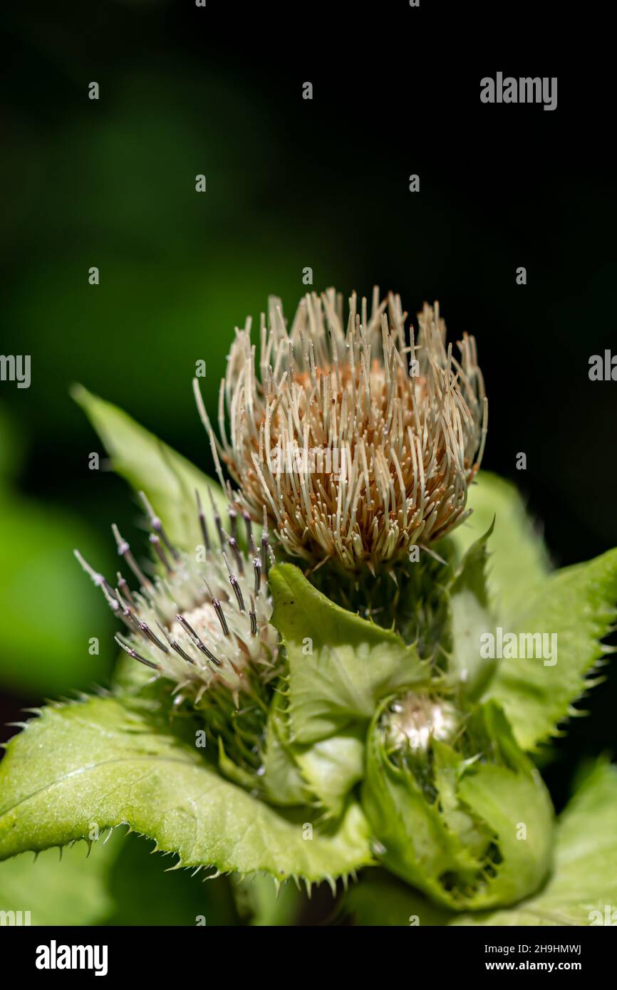 Cirsium oleraceum flower in field Stock Photo