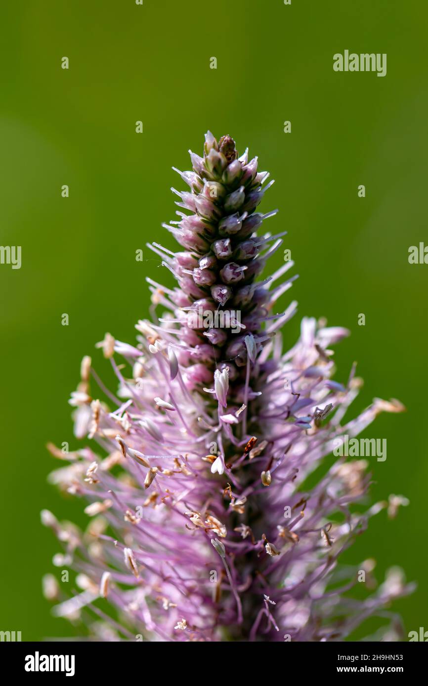 Plantago media flower in meadow, close up shoot Stock Photo