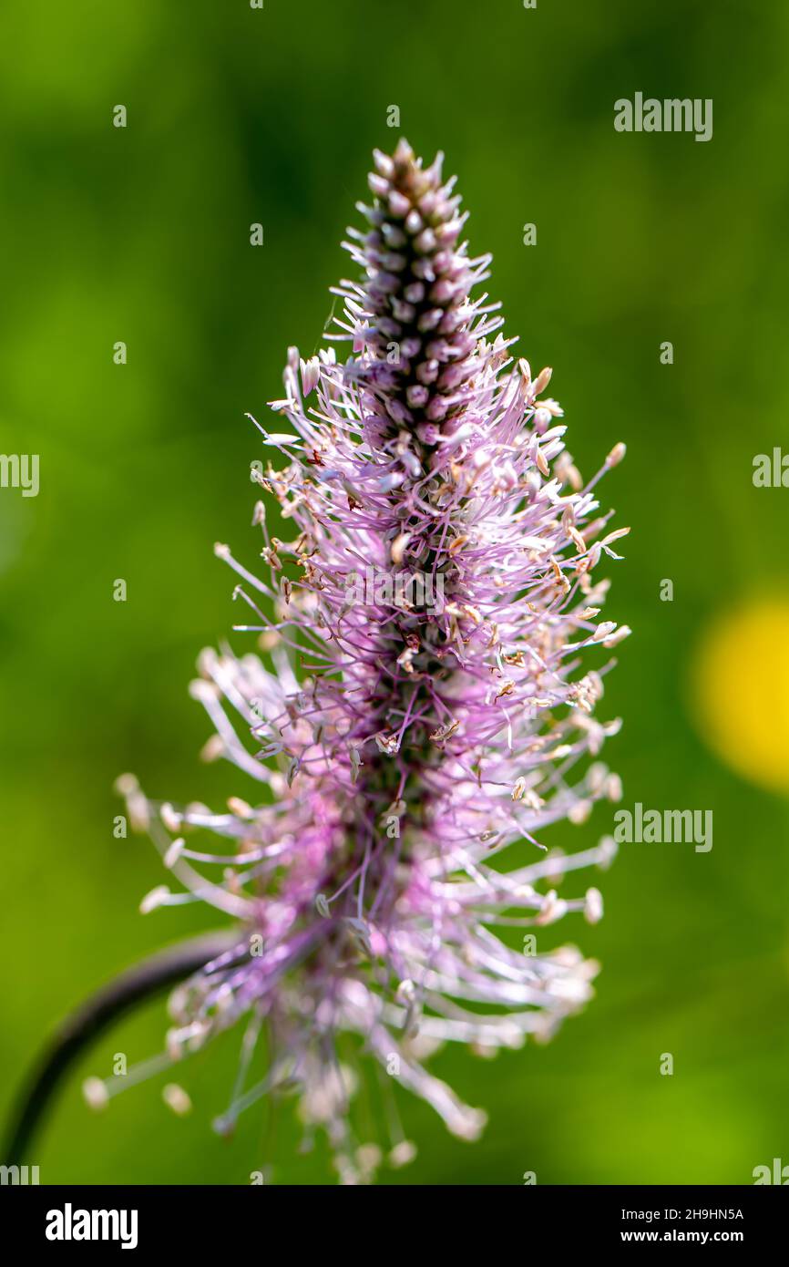 Plantago media flower growing in meadow, close up shoot Stock Photo