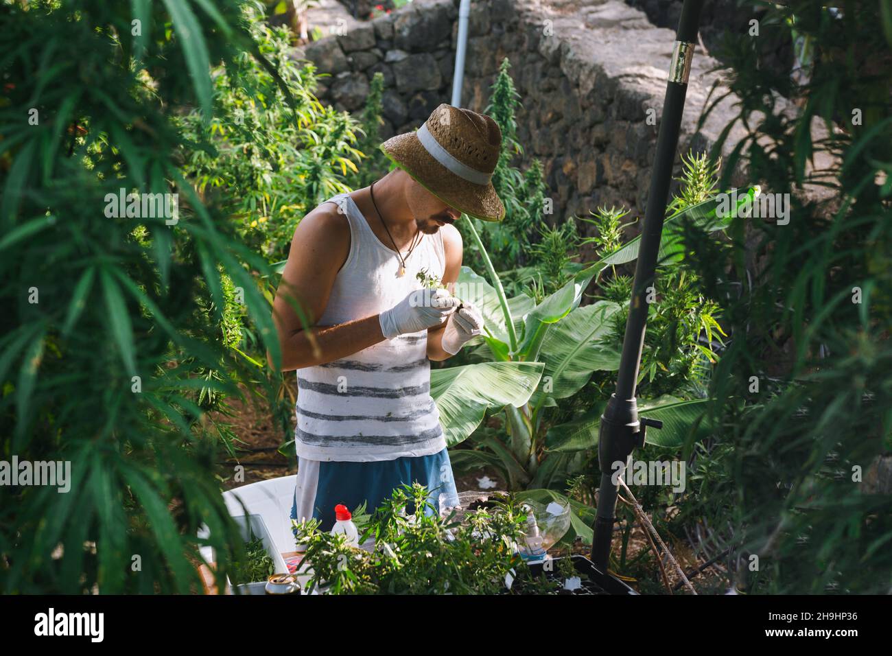 Young man working on a CBD plantation. Stock Photo