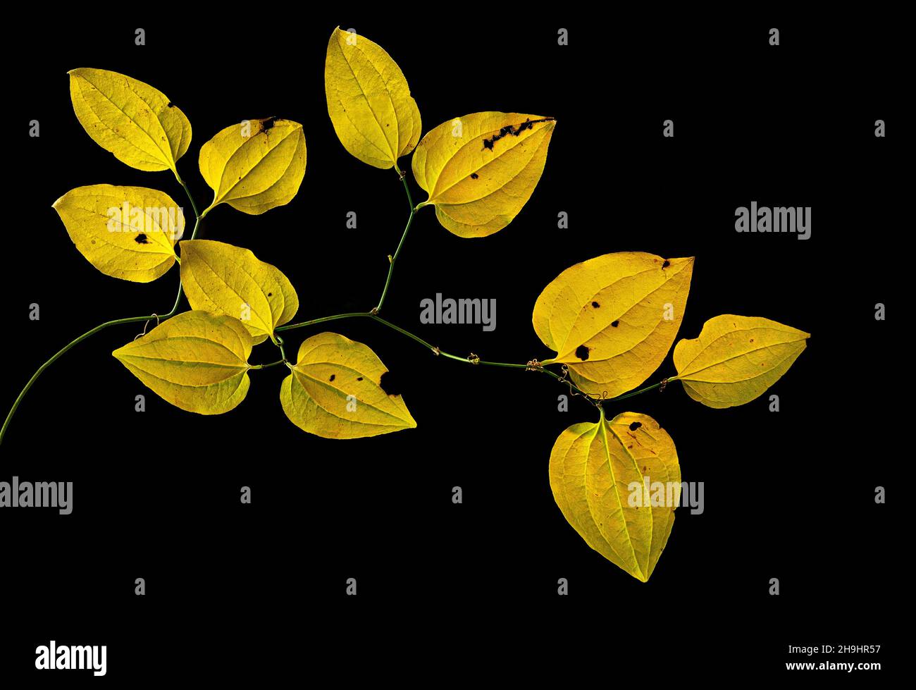 Greenbrier vine and leaves in late autumn, backlit by sun against dark