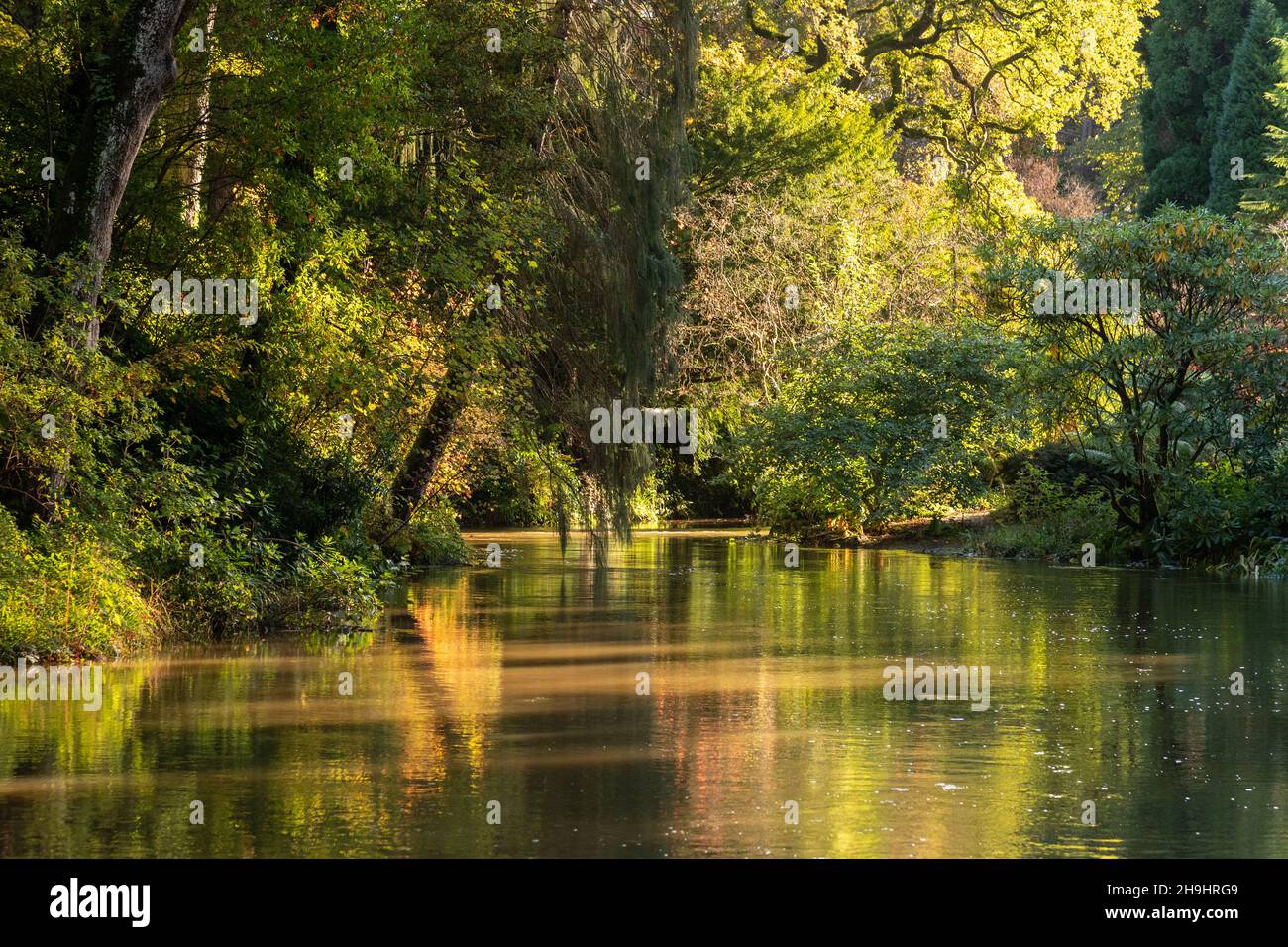 Tranquil pond with trees in sunlight Stock Photo
