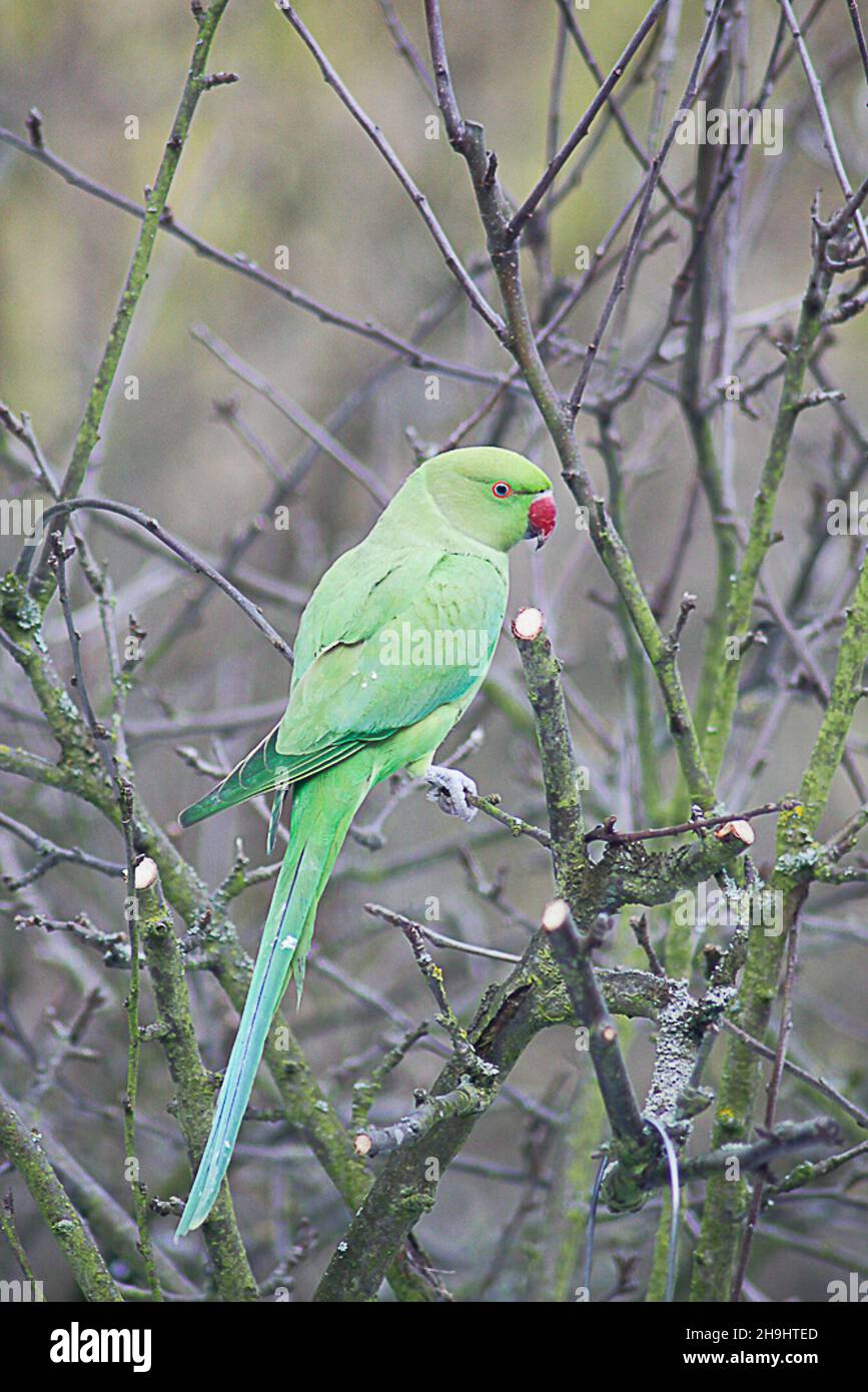 Wild parakeets feeding from a bird feeder in a west London garden. Experts are undecided as to how they arrived in England but in recent years this normally exotic species has flourished in parts of southern England. Stock Photo