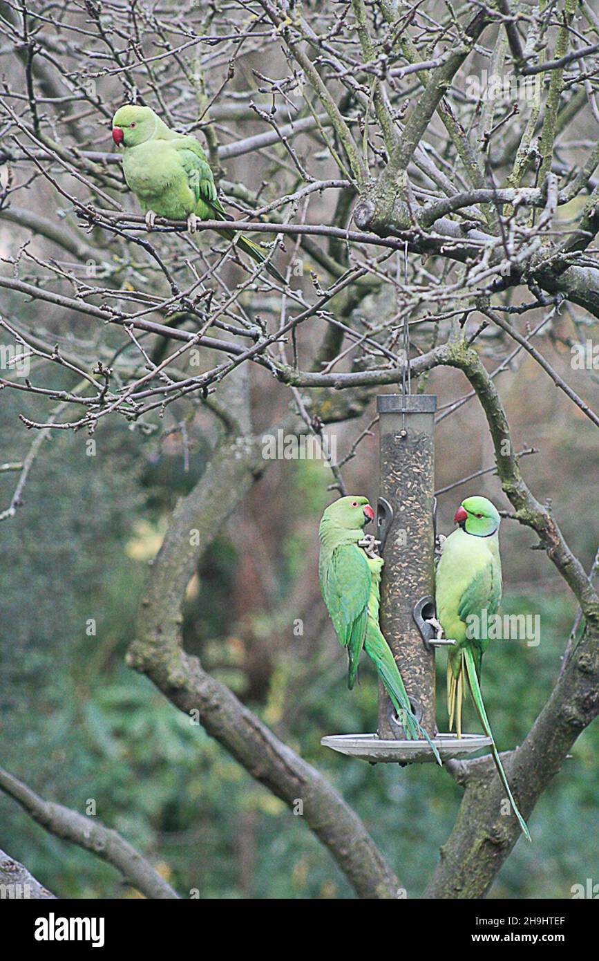 Wild parakeets feeding from a bird feeder in a west London garden. Experts are undecided as to how they arrived in England but in recent years this normally exotic species has flourished in parts of southern England. Stock Photo