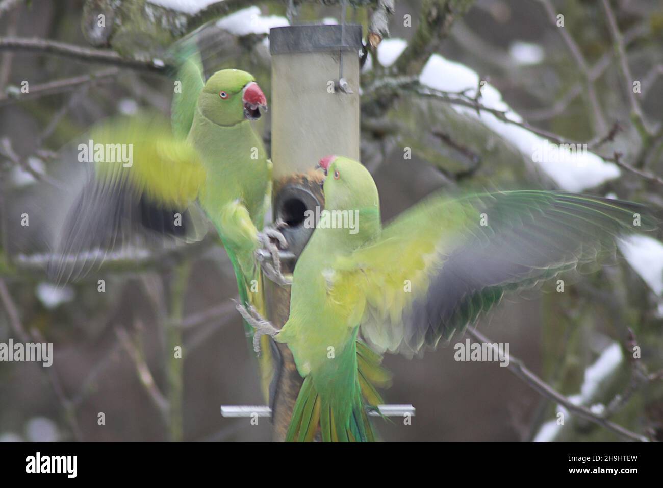 Wild parakeets feeding from a bird feeder in a west London garden. Experts are undecided as to how they arrived in England but in recent years this normally exotic species has flourished in parts of southern England. Stock Photo