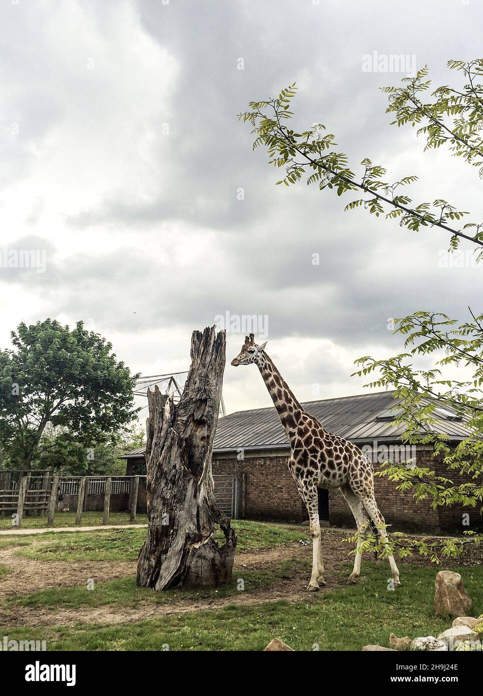 Giraffes at London Zoo Stock Photo Alamy