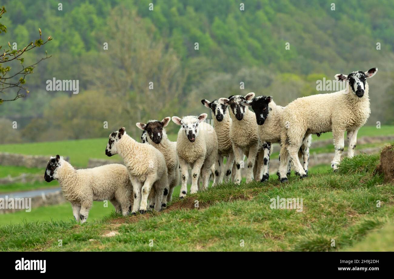 A fine flock of Swaledale mule lambs in Springtime with budding Scycamore tree to the right.  One lamb has her tongue out and facing camera.  Horizont Stock Photo