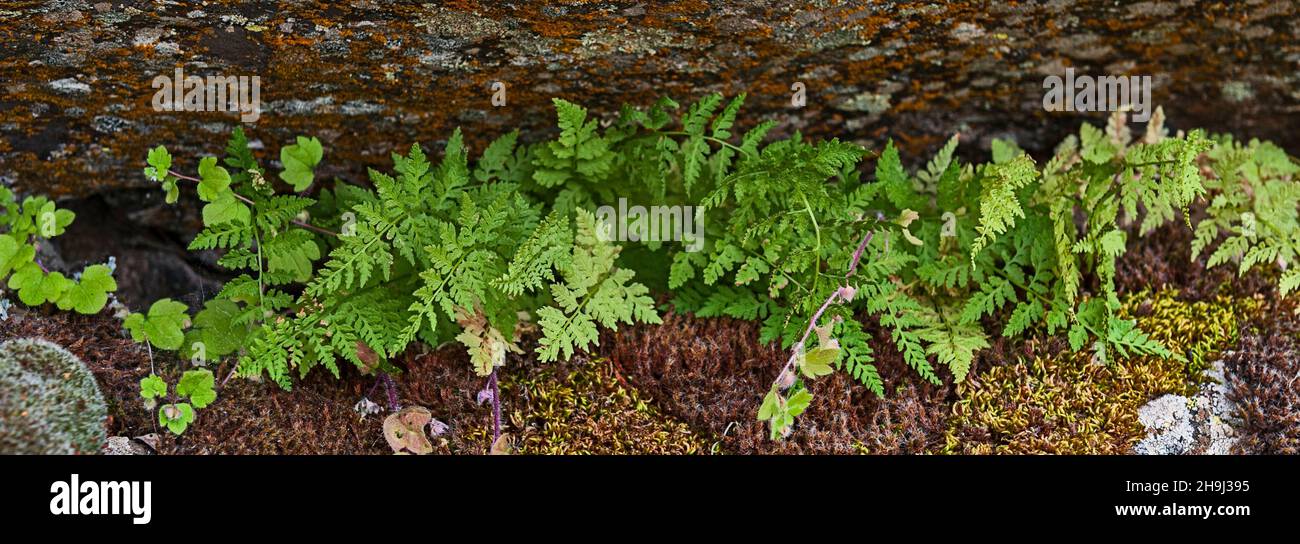 Cystopteris - The white maidenhair is a plant belonging to the Cystopteridaceae family. Stock Photo