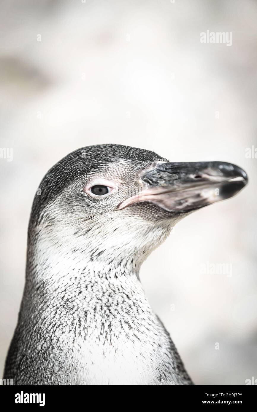 Penguins at London Zoo Stock Photo - Alamy