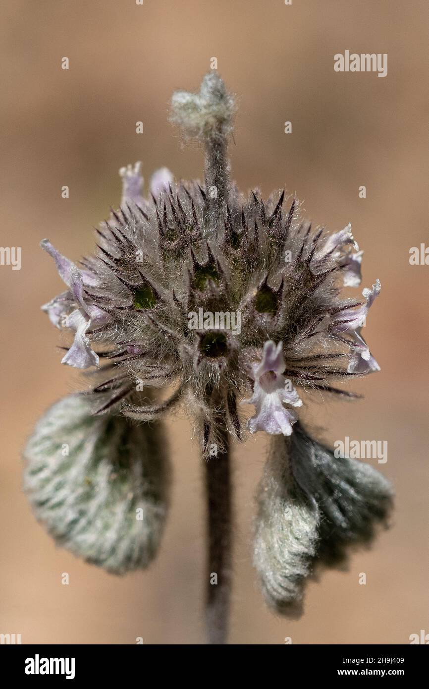 Marrubium supinum, the horehound, is a herbaceous plant of the Lamiaceae family. Stock Photo