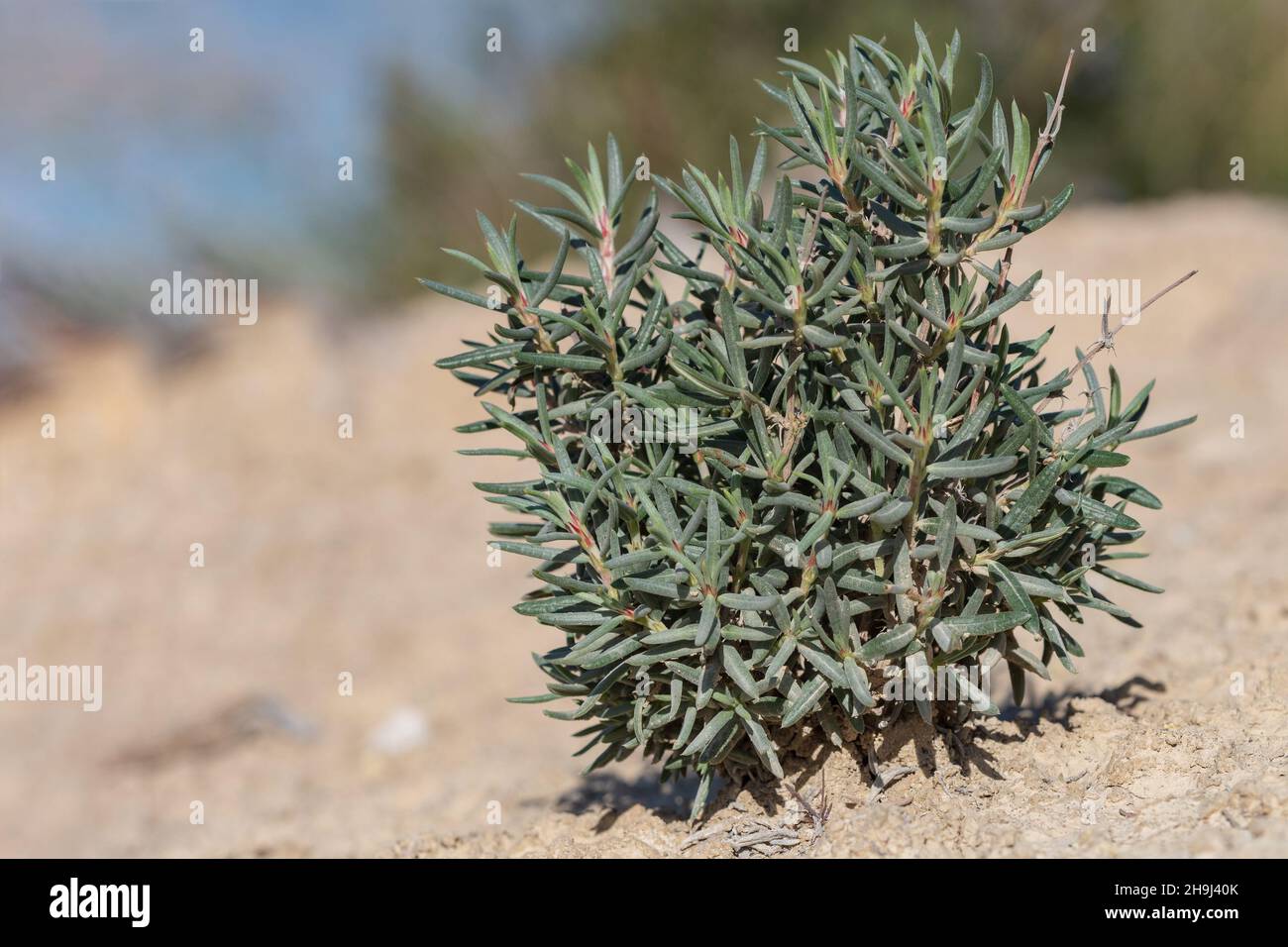 Helianthemum syriacum - Romerillo is a plant of the Cistaceae family. Stock Photo