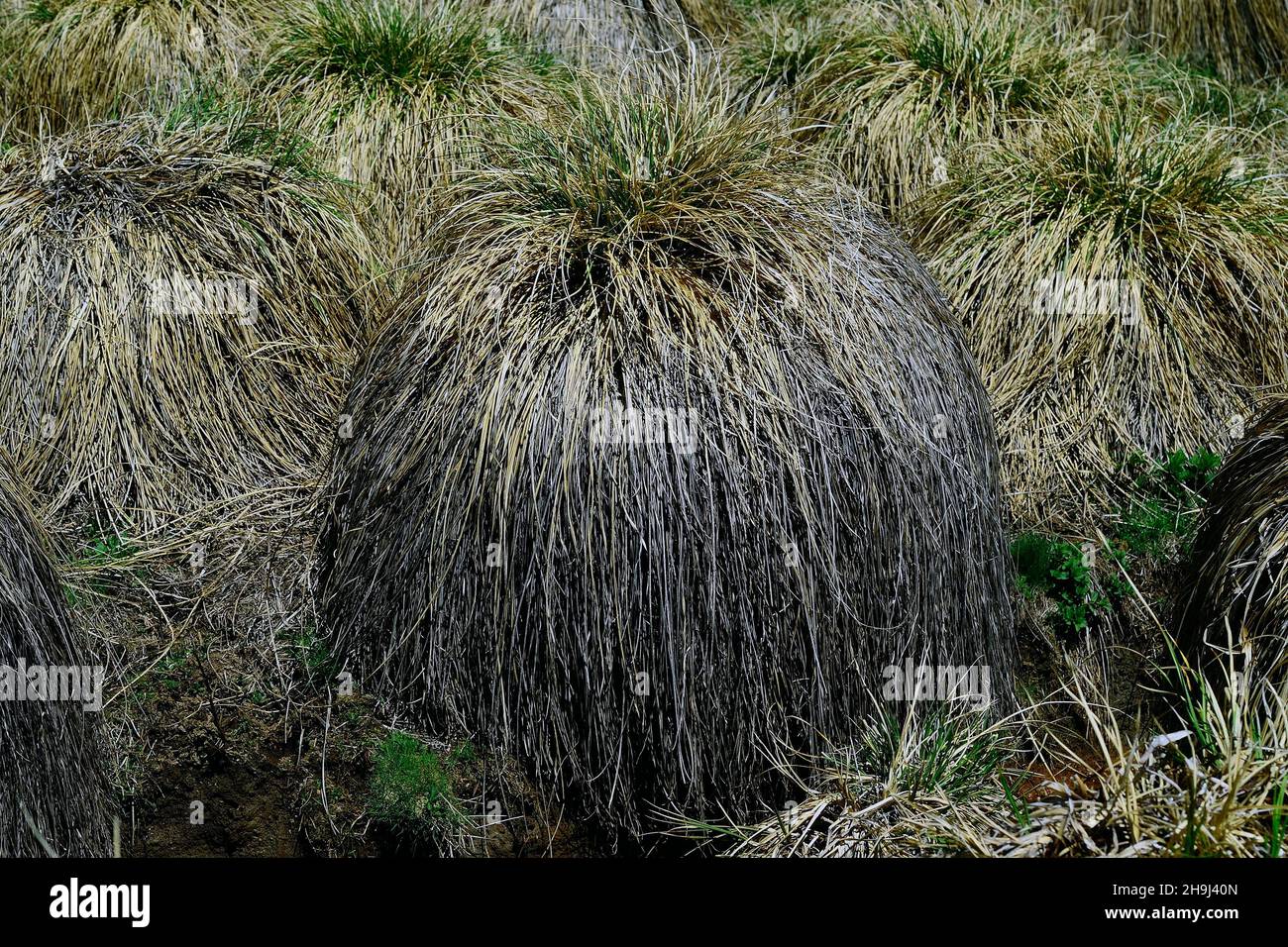 Tillers of the Juncias Carex SPS - belonging to the sedge family. Stock Photo