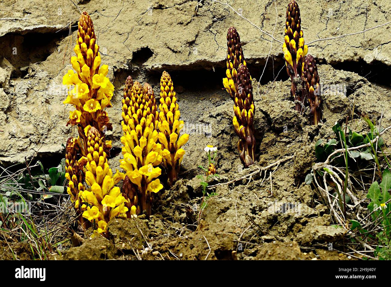 Cistanche phelypaea - Yellow Joppa, is a parasitic plant of the Orobanchaceae family. Stock Photo
