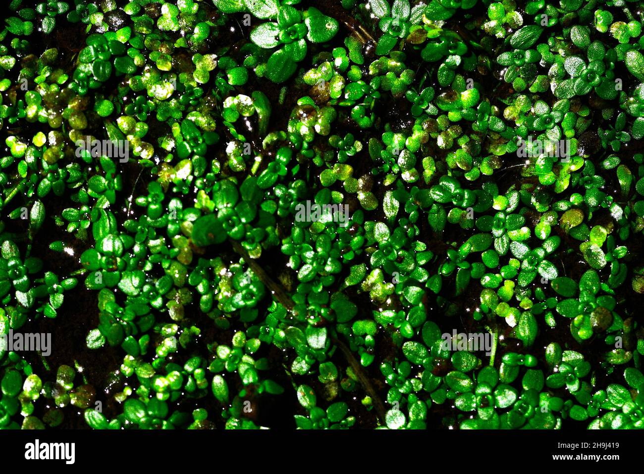 Lemnoideae - Duckweed, of the Araceae family and belong to the monocots. Stock Photo