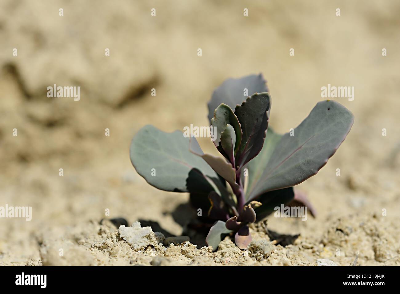 Moricandia is a genus of plants in the Brassicaceae family Stock Photo