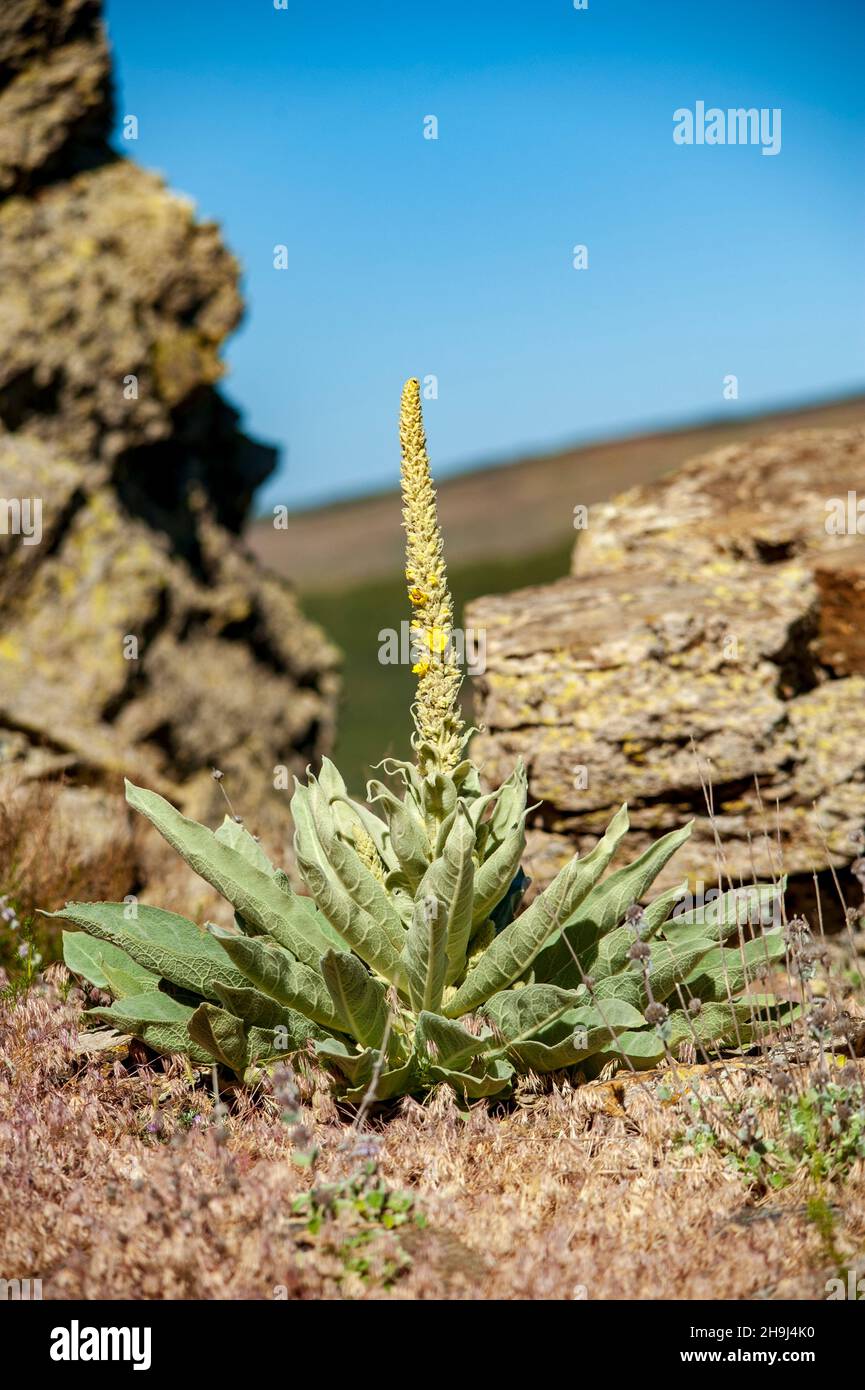 Verbascum - verbasco, is a genus of the Scrophulariaceae family. Stock Photo