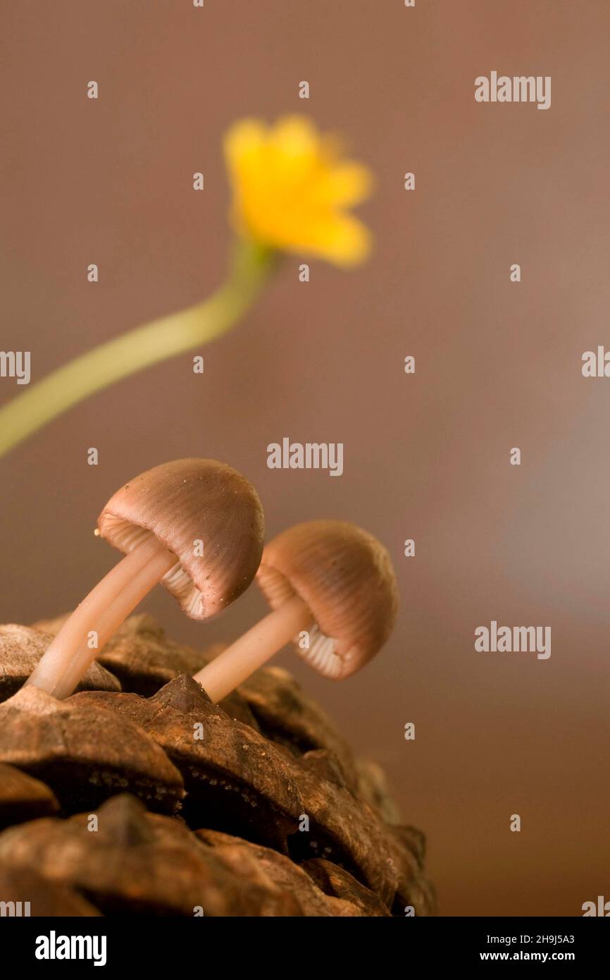 Mushrooms are a group of fungi with sporocarps, or fruiting bodies in the shape of an umbrella. Stock Photo