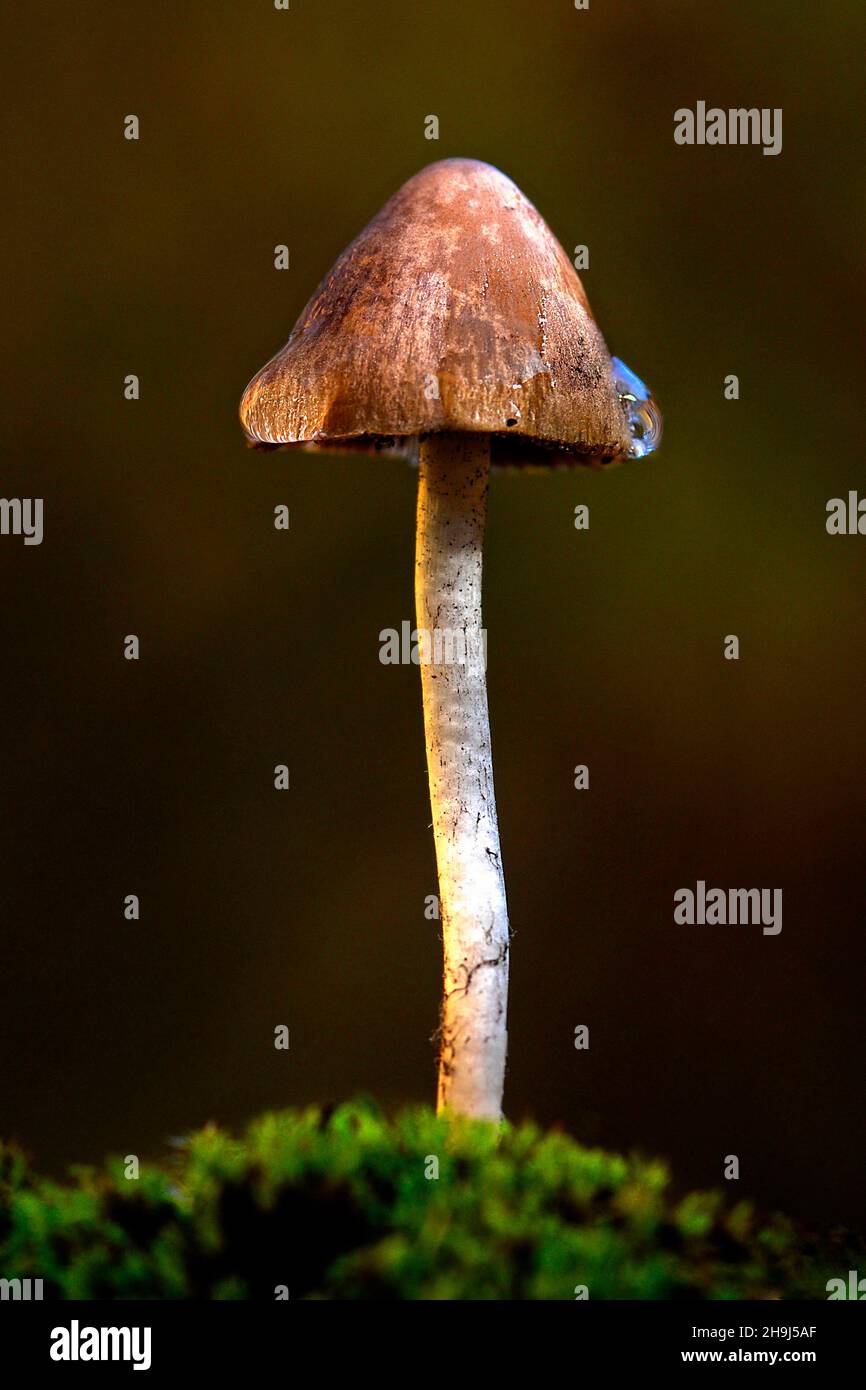 Mushrooms are a group of fungi with sporocarps, or fruiting bodies in the shape of an umbrella. Stock Photo