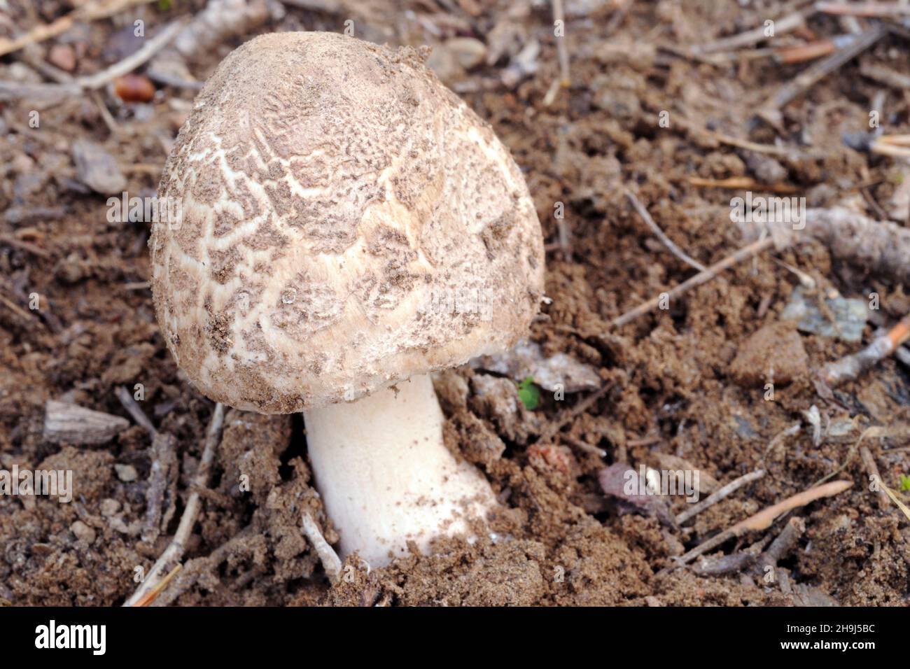 Mushrooms are a group of fungi with sporocarps, or fruiting bodies in the shape of an umbrella. Stock Photo