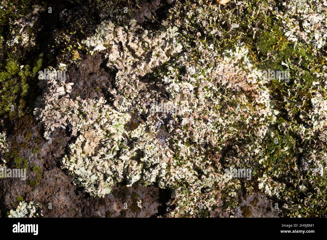 Felsen-Schüsselflechte, Fels-Schüsselflechte, Schüsselflechte, Steinmoos, Schüssel-Flechte, Blattflechte, Parmelia saxatilis, Shield Lichen, salted sh Stock Photo