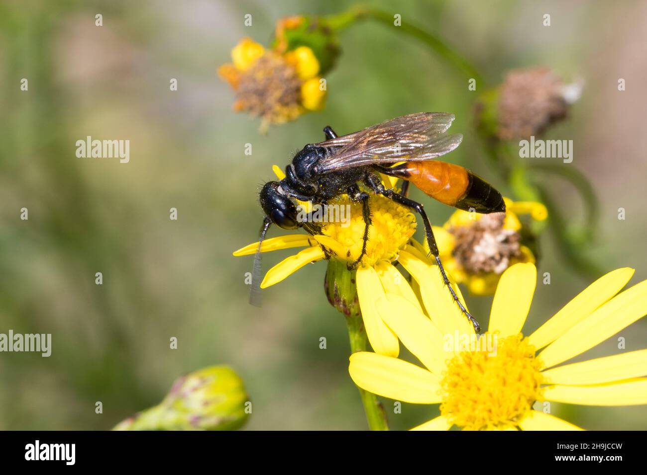 Kurzstiel-Sandwespe, Kurzstielsandwespe, Sandwespe, Weibchen, Podalonia affinis, syn. Sphex lutaria, syn. Ammophila affinis, digger wasp, digger-wasp, Stock Photo
