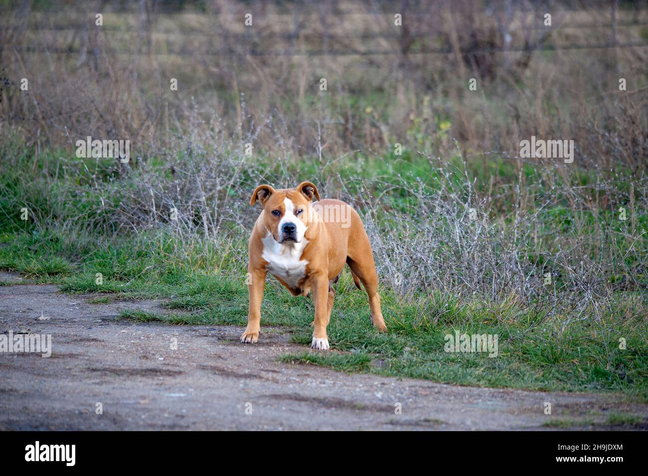 female Brown american staffordshire terrier standing in nature. Stock Photo