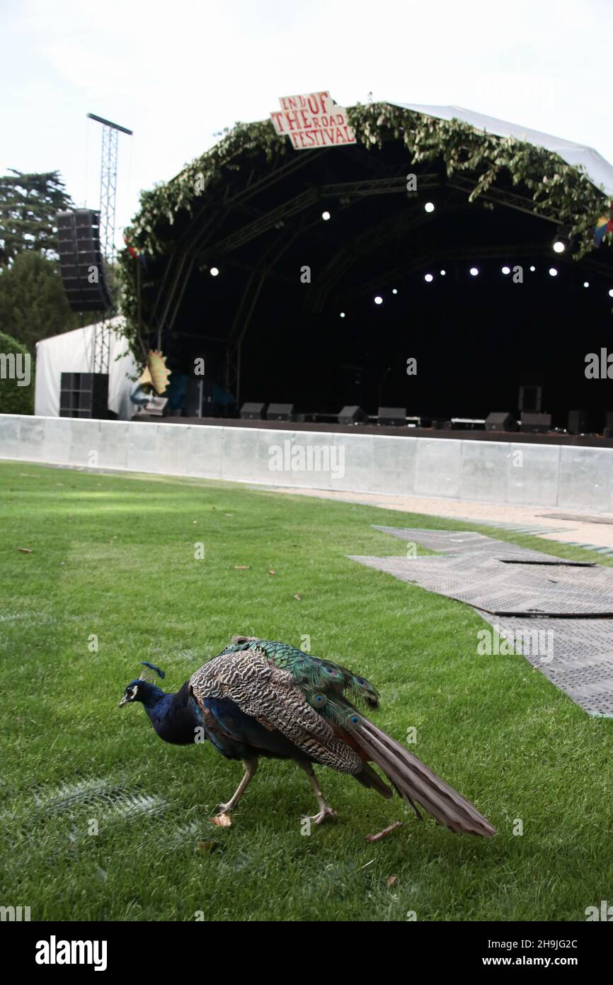 One of the resident peacocks in front of the Garden stage on day 1 (Thursday) of the 2016 End of the Road Festival in Larmer Tree Gardens in Dorset. Picture date: Thursday September 1, 2016. Photo credit should read: Richard Gray/ EMPICS Entertainment. Stock Photo