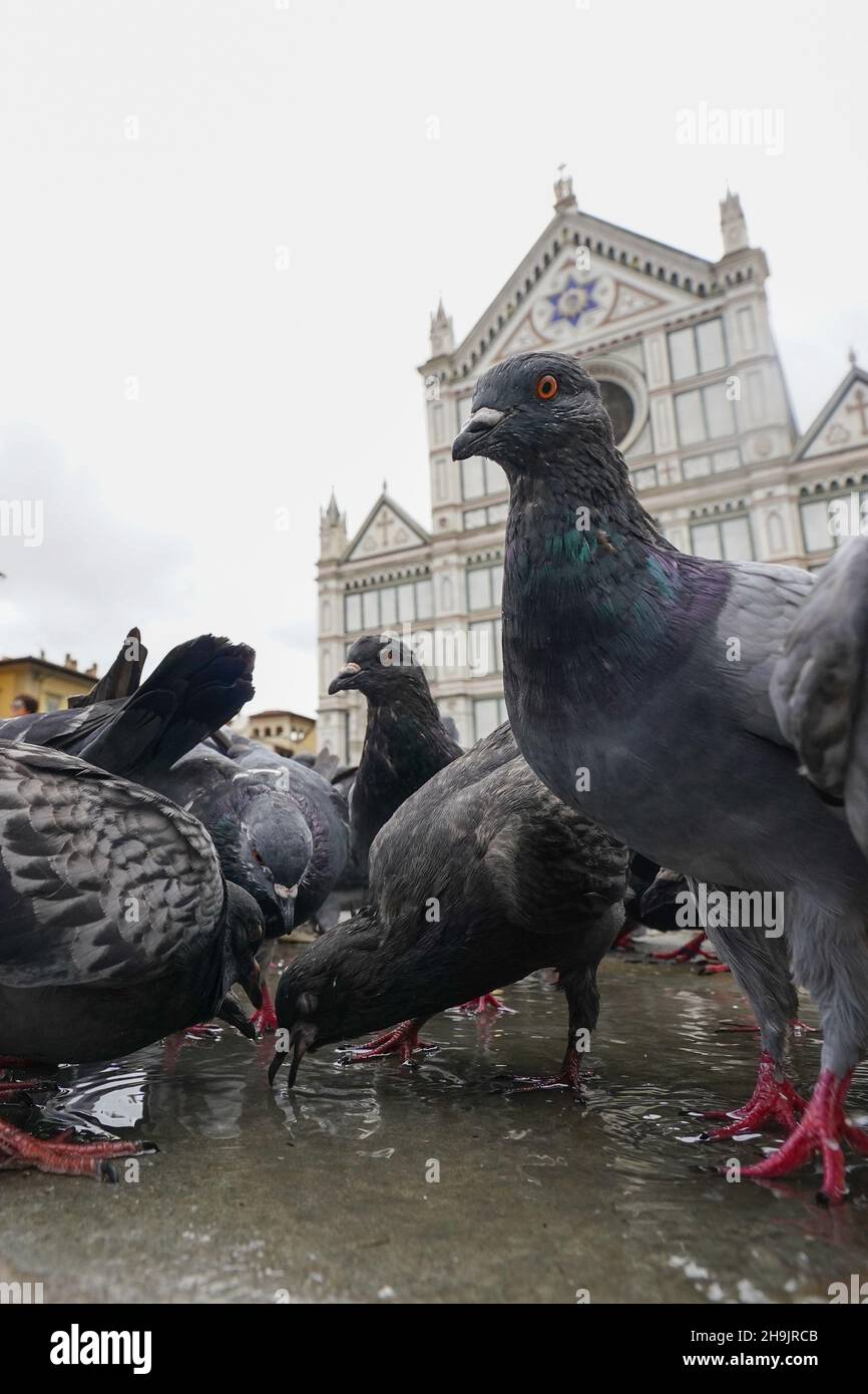 A general view of pigeons in front of the Franciscan church of Santa Croce in Florence in Italy. From a series of travel photos in Italy. Photo date: Monday, September 18, 2017. Photo credit should read: Richard Gray/EMPICS Entertainment Stock Photo