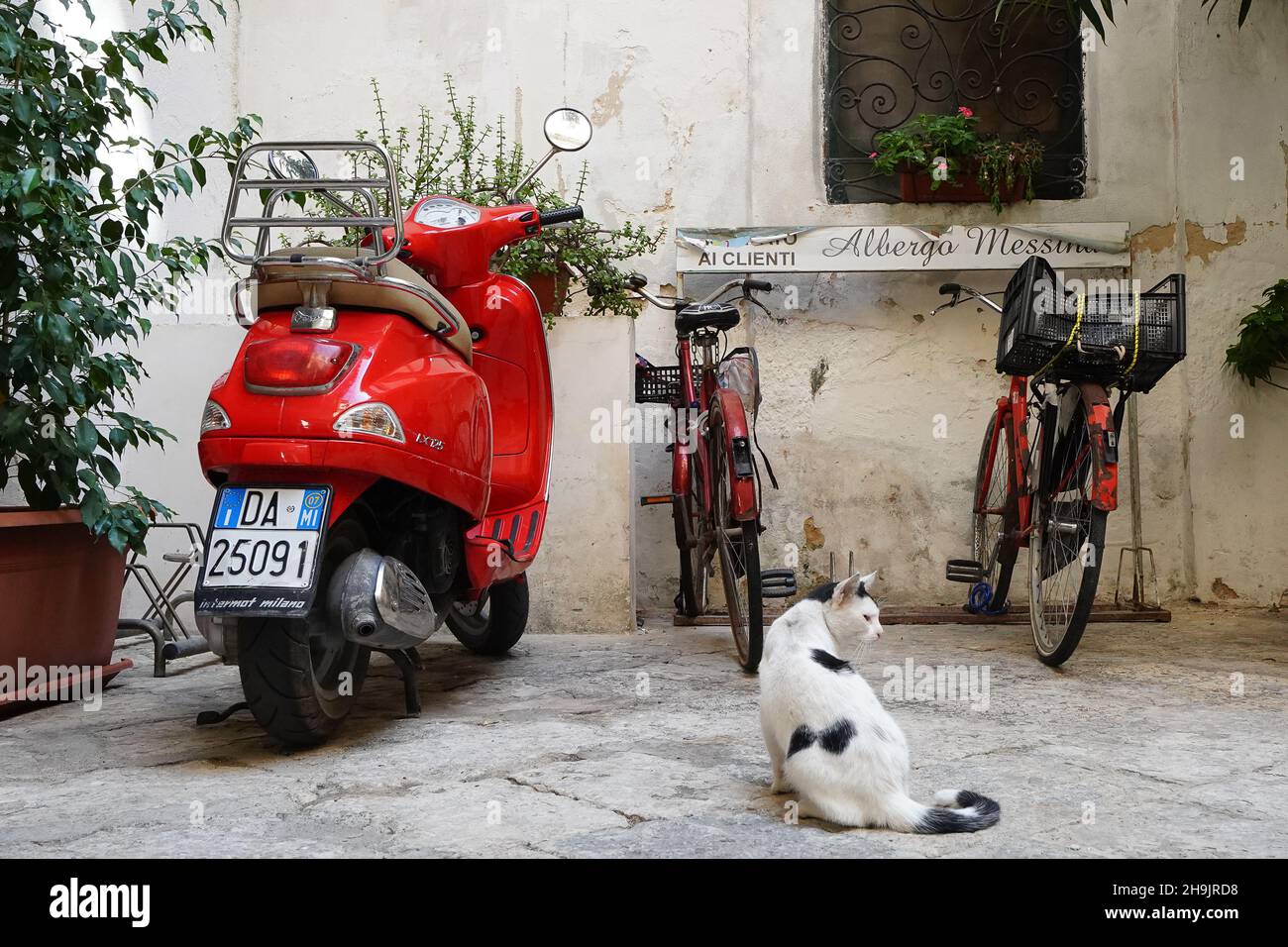 Republikanske parti Nogen som helst sundhed A red Vespa moped, a cat and rental bicycles at a hotel in Trapani. From a  series of travel photos in Sicily, Italy. Photo date: Friday, September 29,  2017. Photo credit should