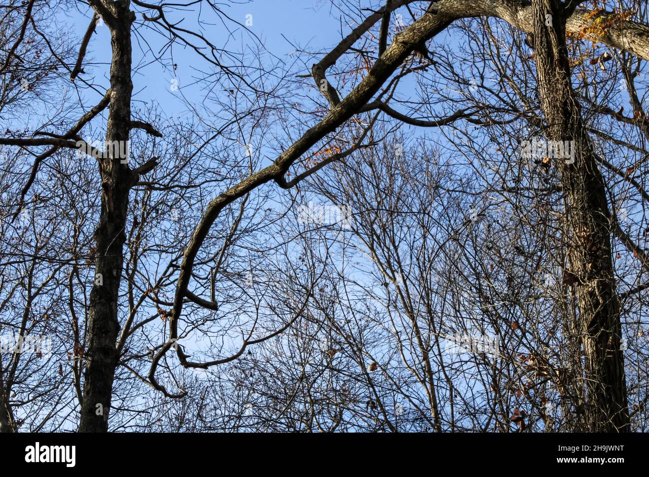 Ent tree hi-res stock photography and images - Alamy
