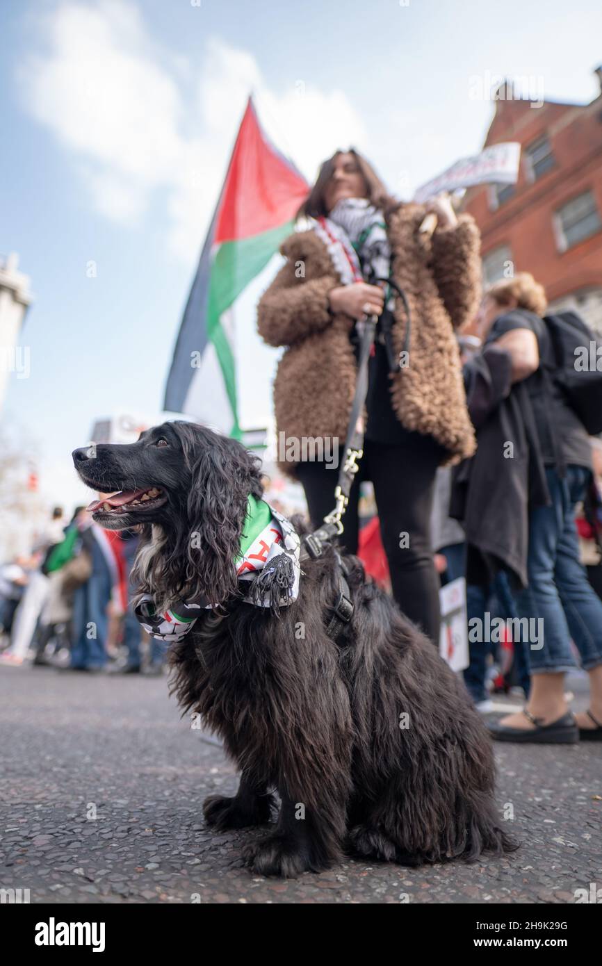 A dog at a pro-Palestine demonstration (Exist, Resist Return) outside the Israel embassy in London. Photo date: Saturday, March 30, 2019. Photo credit should read: Richard Gray/EMPICS Stock Photo