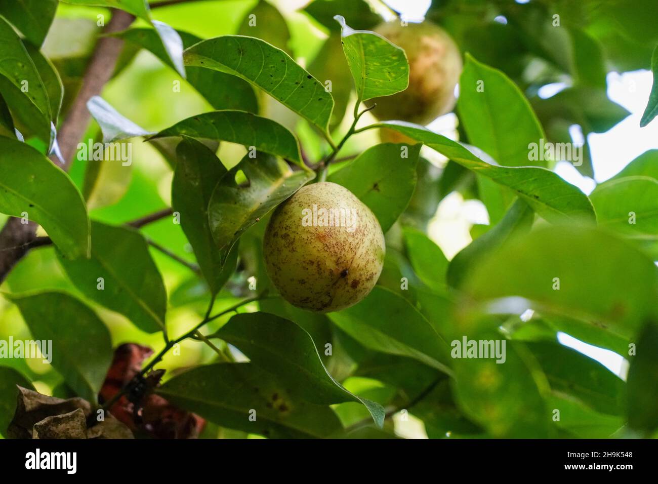 Nutmeg plants. From a series of travel photos in Kerala, South India ...