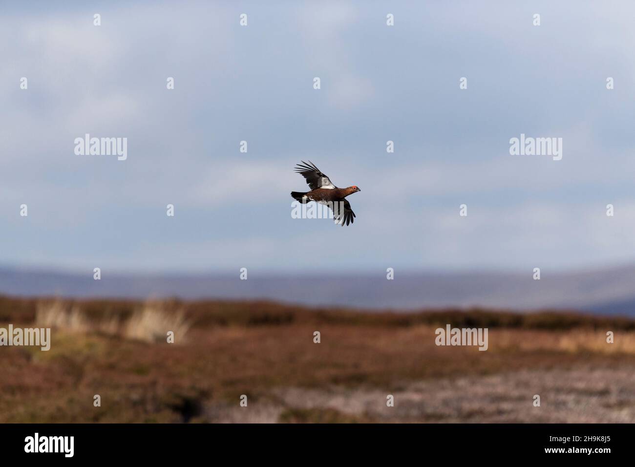 Red grouse (Lagopus lagopus scoticus) adult male flying over moorland, Yorkshire, England, October Stock Photo