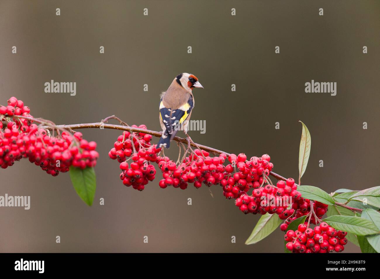 European Goldfinch (Carduelis carduelis) adult perched on cotoneaster branch with berries, Suffolk, England, January Stock Photo