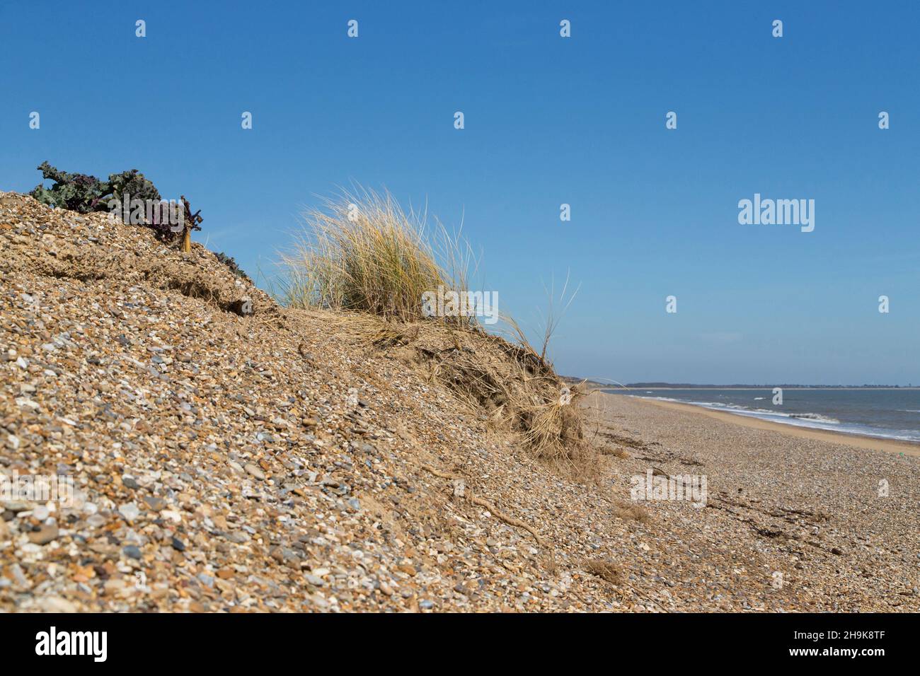 Sea Kale (Crambe maritima) and Marram Grass (Ammophila arenaria) growing on beach, with shingle area around them showing how plant roots slow erosion, Stock Photo