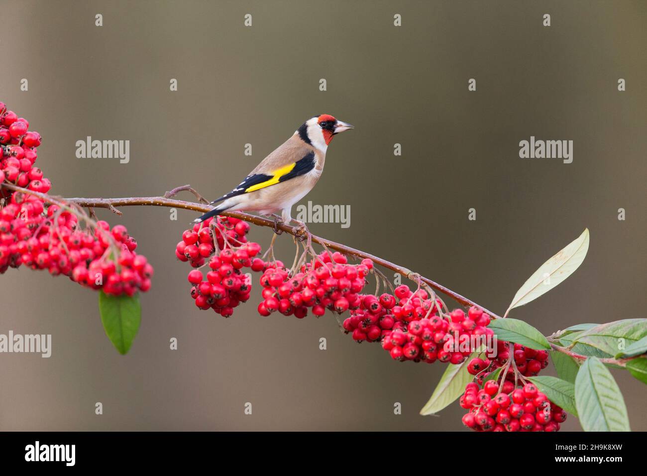 European Goldfinch (Carduelis carduelis) adult perched on cotoneaster branch with berries, Suffolk, England, January Stock Photo
