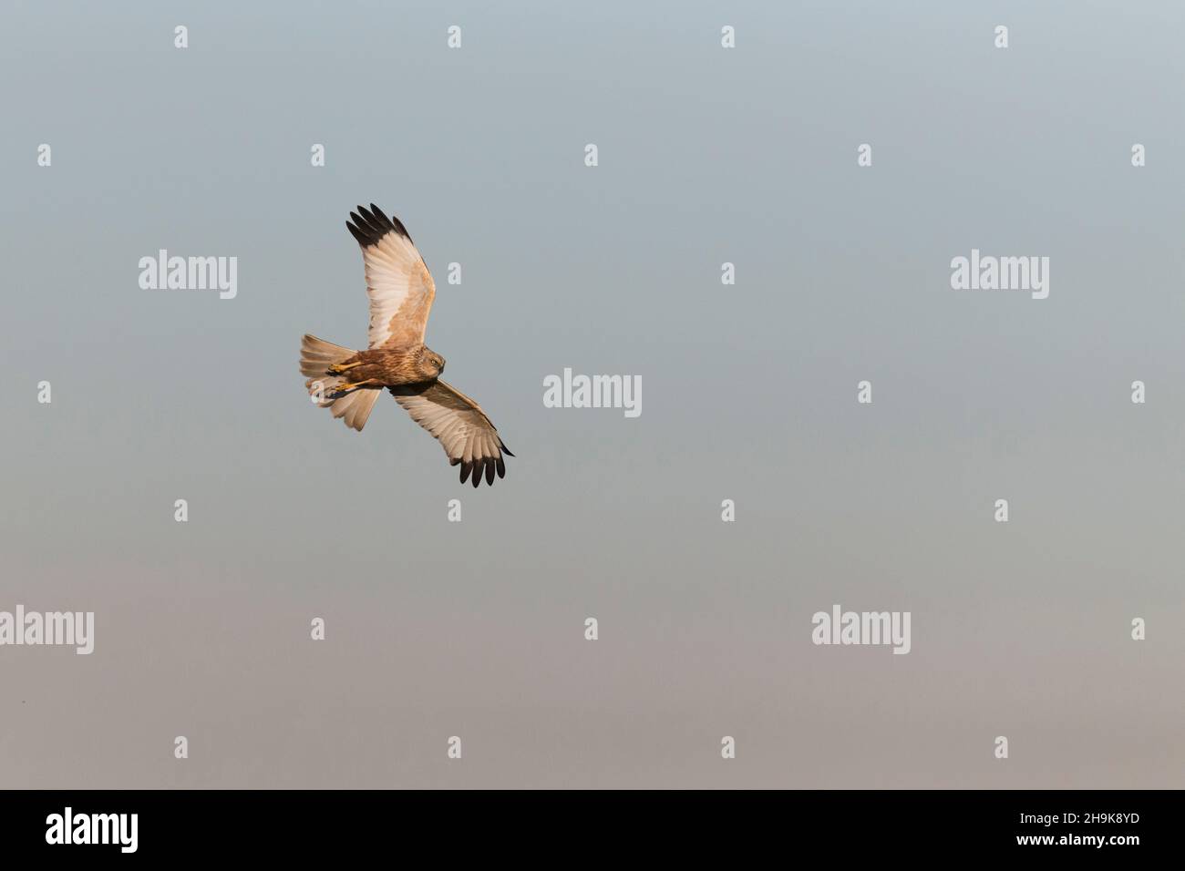 Marsh Harrier (Circus aeruginosus) adult male flying, Suffolk, England, March Stock Photo