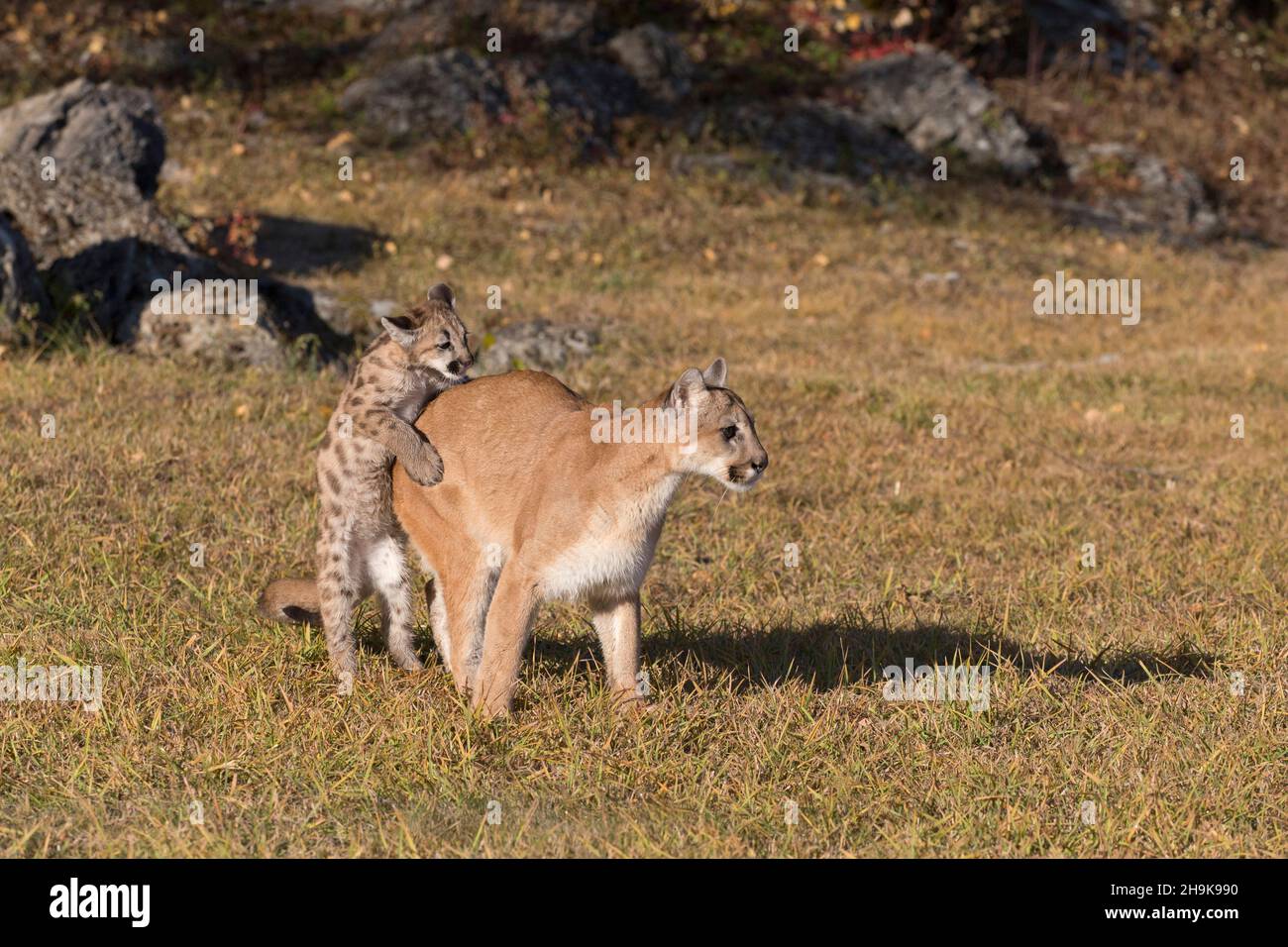 Puma (Felis concolor) cub jumping on adult female, Montana, USA, October, controlled conditions Stock Photo