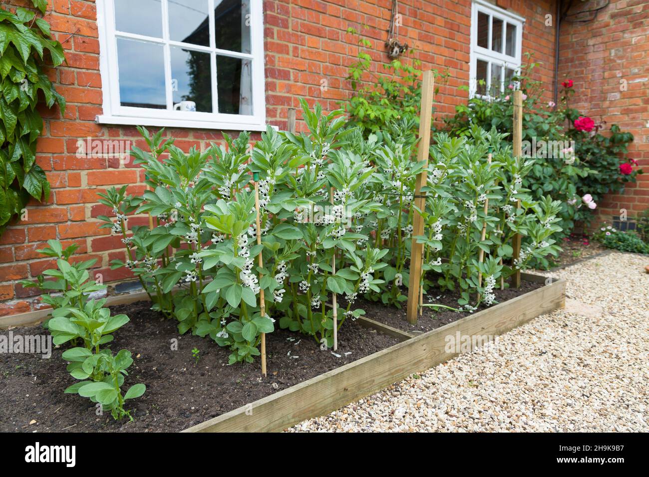 Broad bean plants in flower growing in a raised bed. English cottage