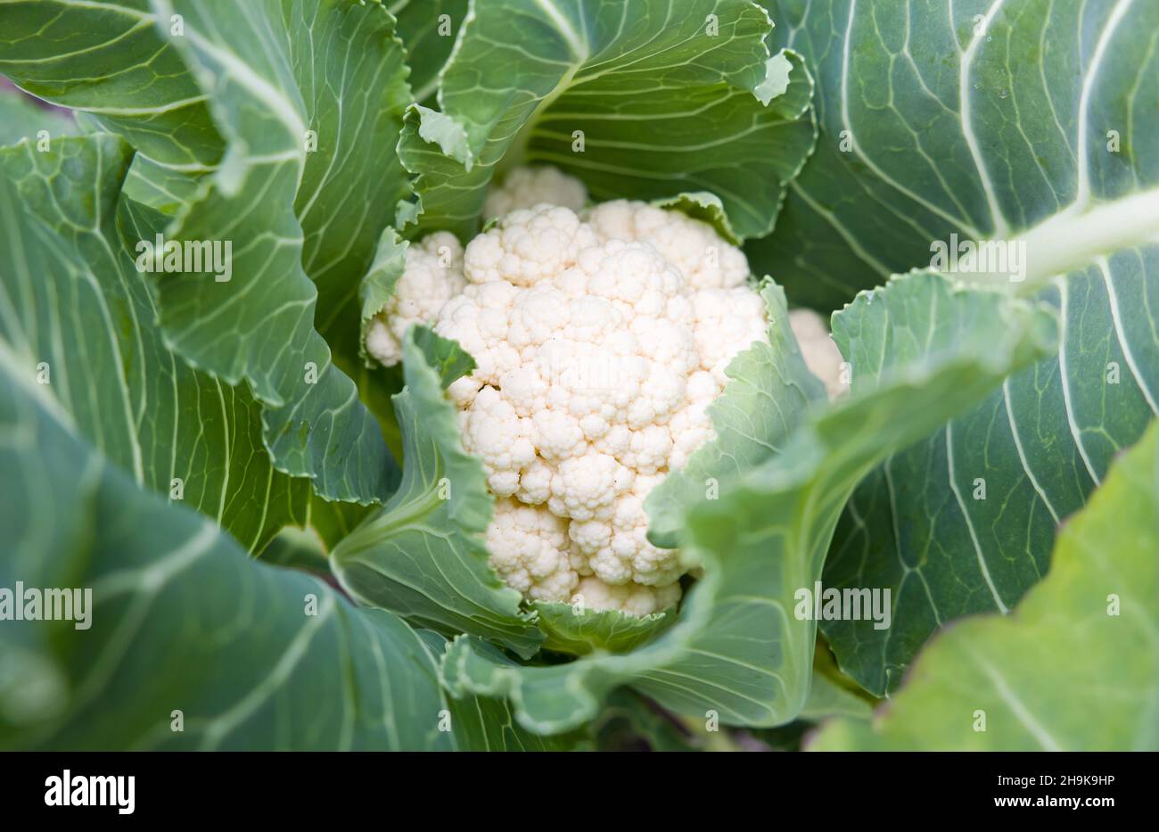 Cauliflower closeup hires stock photography and images Alamy