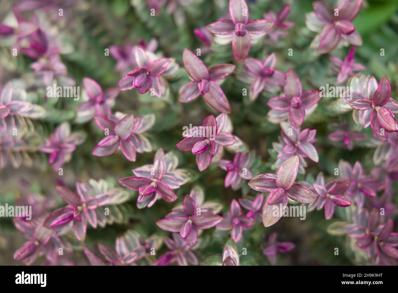 Hebe silver dollar, close up variegated foliage in a UK garden Stock Photo
