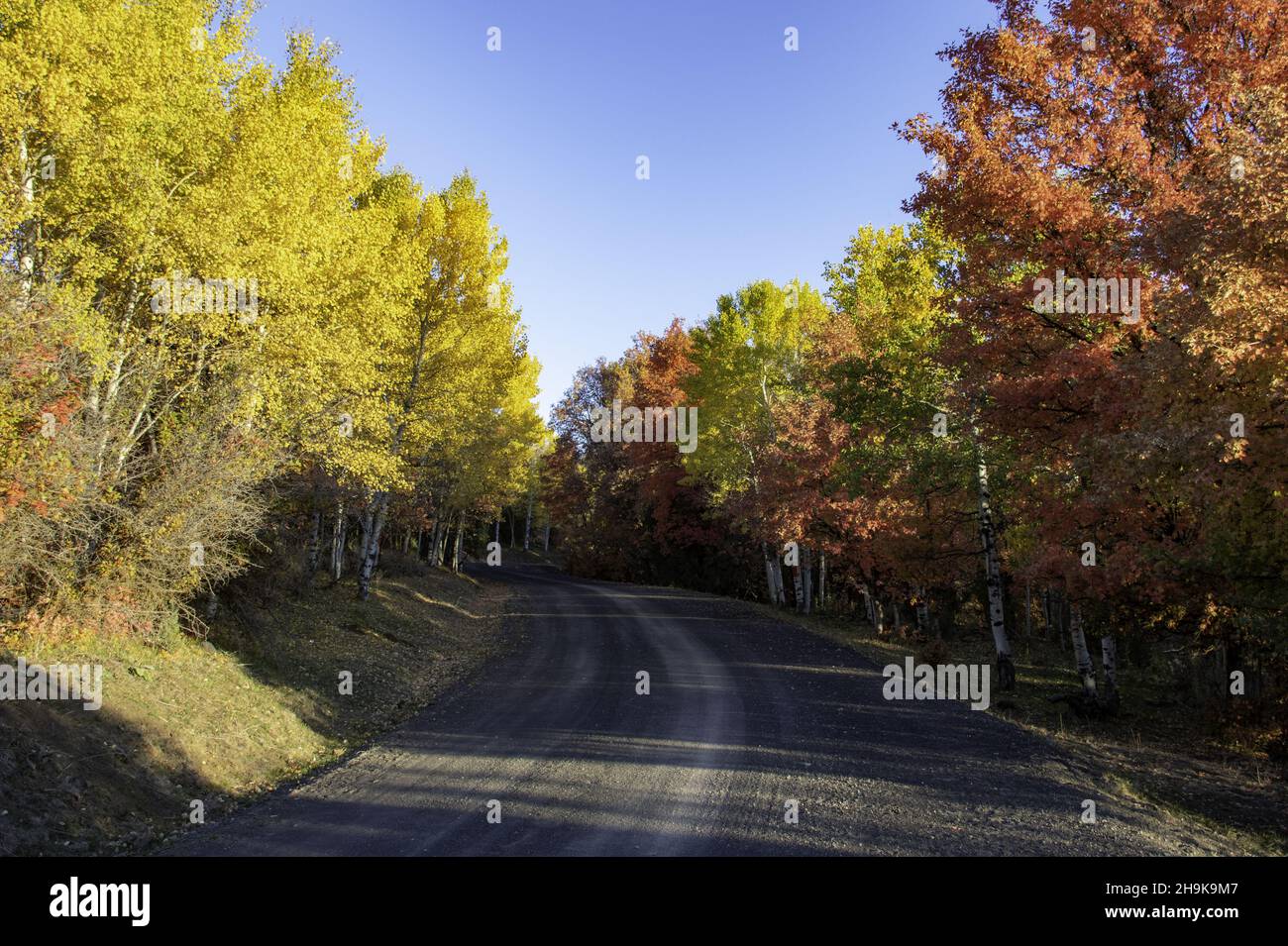 Scenery of autumnal trees on roadsides Stock Photo