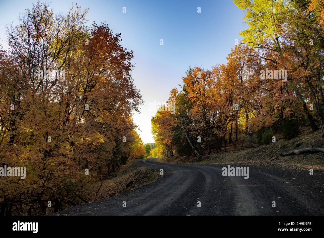 Scenery of autumnal trees on roadsides Stock Photo